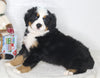 AKC Registered Bernese Mountain Dog For Sale Millersburg OH Female-Lily