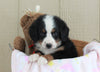 AKC Registered Bernese Mountain Dog For Sale Brinkhaven, OH Female- Nugget