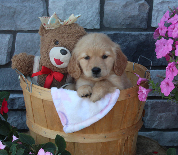 AKC Registered Golden Retriever For Sale Brinkhaven OH Female-Kylie