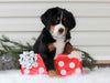 AKC Registered Bernese Mountain Dog For Sale Sugarcreek, OH Female- Joy