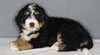 Bernedoodle For Sale Sugarcreek OH Male-Riley