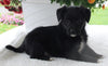 Poodle Mix For Sale Baltic OH Female-Gloria