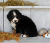 AKC Registered Bernese Mountain Dog For Sale Millersburg OH Male-Bruno