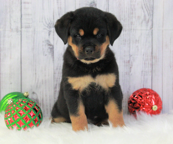 AKC Registered Rottweiler For Sale Holmesville, OH Female- Noel