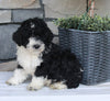 AKC Registered Moyen Poodle For Sale Wooster OH Male-Ace