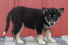 Pomsky Puppy For Sale Wooster OH -Male Boomer