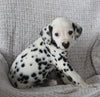 AKC Registered Dalmatian For Sale Wooster OH Male-Abe