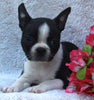 AKC Registered Boston Terrier For Sale Warsaw OH -Female Florance