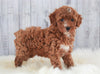 ICA Registered Miniature Poodle For Sale Dundee, OH Female- Masey