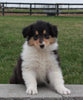 Collie (Lassie) For Sale Fredricksburg OH, Bonnie