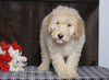 Mini F1BB Labradoodle For Sale Millersburg, OH Male- Zachary