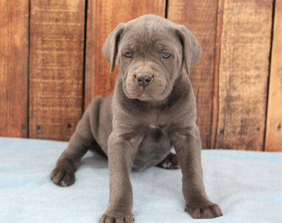 AKC Registered Cane Corso For Sale Wooster, OH Female- Lucy