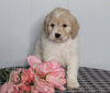 F1B Labradoodle For Sale Millersburg, OH Female- Brooke