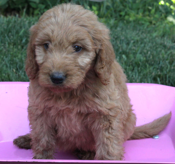 Mini Goldendoodle For Sale Millersburg OH Female-Paige