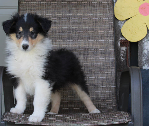 Collie Lassie For Sale Fredericksburg OH Female-Ruby