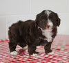 Mini Aussiedoodle For Sale Sugarcreek OH Male-Muffin