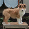 AKC Registered Collie Lassie For Sale Fredricksburg OH Male-Hershel