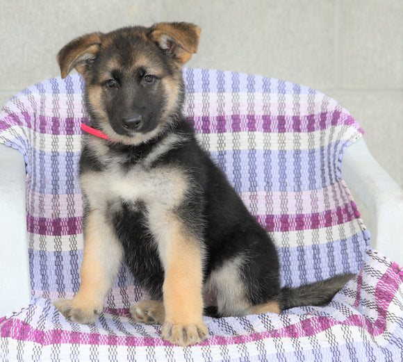 AKC Registered German Shepherd For Sale Sugarcreek, OH Female- Petunia