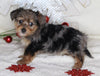 Yorkie-poo For Sale Millersburg OH Male-Donald
