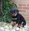 AKC Registered Rotweiler For Sale Shreve OH Male-Teddy