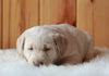AKC Registered Labrador Retriever For Sale Fredericksburg, OH Male- Bingo