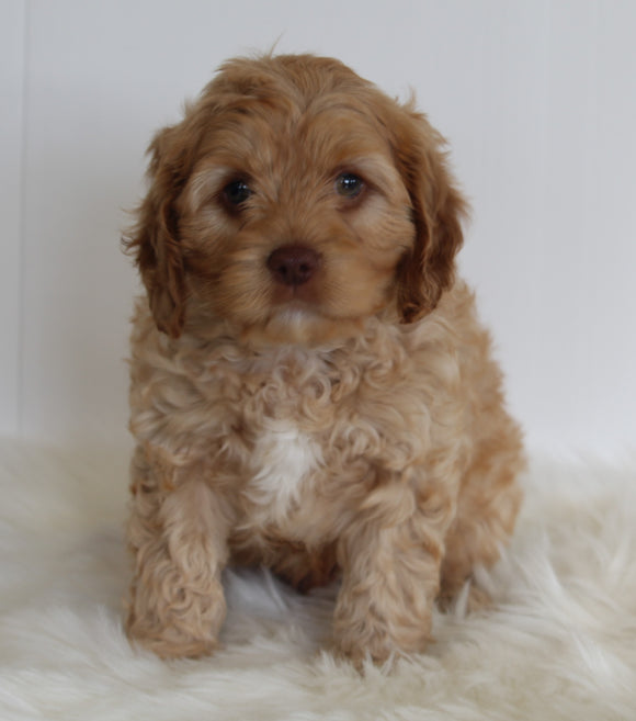 Cavapoo For Sale Beach City OH Male-Chase