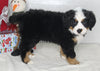 AKC Registered Bernese Mountain Dog For Sale Millersburg OH Female-Lily