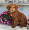 Mini Poodle For Sale Millerburg OH Male-Baxter