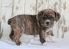 Beabull For Sale Holmesville, OH Male- Winston