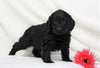 Cockapoo For Sale Millersburg, OH Male- Boomer