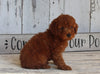 AKC Registered Toy Poodle For Sale Millersburg OH Female-Hope