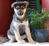 German Shepherd/ Siberian Husky Mix For Sale Millersburg, OH Female- Layne