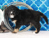 Bernedoodle For Sale Sugarcreek OH Male-Trevor