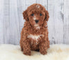 ICA Registered Miniature Poodle For Sale Dundee, OH Female- Masey