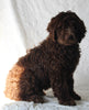 Newfypoo For Sale Sugarcreek OH Male-Ashton