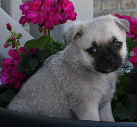 Pug For Sale Millersburg OH Female-Sugar