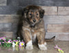 Golden Collie For Sale Fredericksburg, OH Male- Tanner