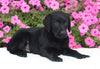 AKC Registered Labrador Retriever For Sale Millersburg OH Male-Isaiah