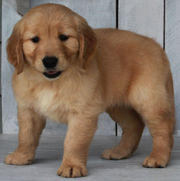 AKC Registered Golden Retriever For Sale Millersburg OH -Male Max