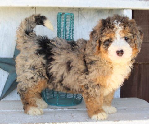 Mini Bernedoodle For Sale Millersburg OH Female-Bailey
