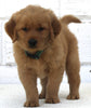 AKC Registered Golden Retriever For Sale Millersburg OH Male-Buddy