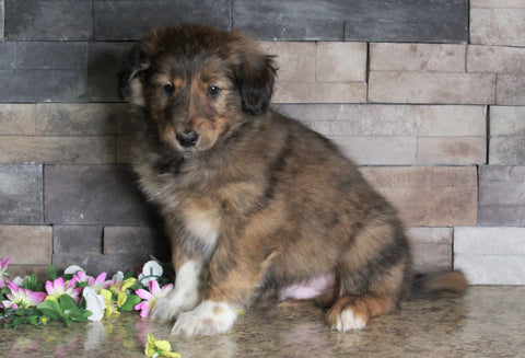 Golden Collie For Sale Fredericksburg, OH Male- Tanner