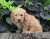 F1BB Mini Labradoodle For Sale Millersburg OH Male-Elmo