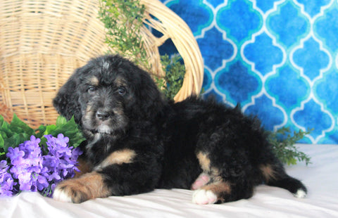 Bernedoodle For Sale Sugarcreek, OH Male- Lucky