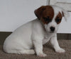 Jack Russel Terrier For Sale Fredericksburg OH Female- Penny