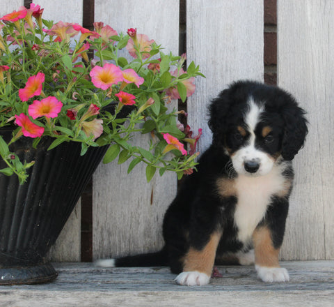 Mini Bernedoodle For Sale Sugarcreek OH Female-Madison