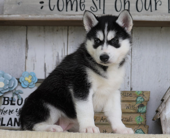 AKC Registered Siberian Husky For Sale Millersburg, OH Female- Polly
