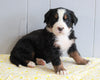 AKC Registered Bernese Mountain Dog For Sale Millersburg, OH Female- Lilli