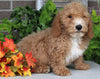 F1BB Mini Labradoodle For Sale Millersburg OH Male-Enzo