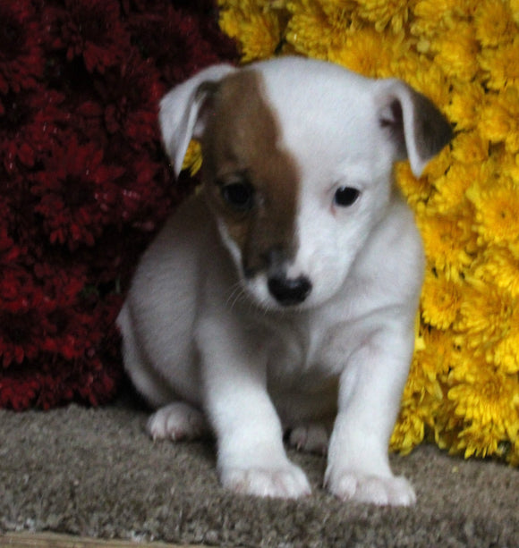 Jack Russel Terrier For Sale Fredericksburg OH Male-Scout